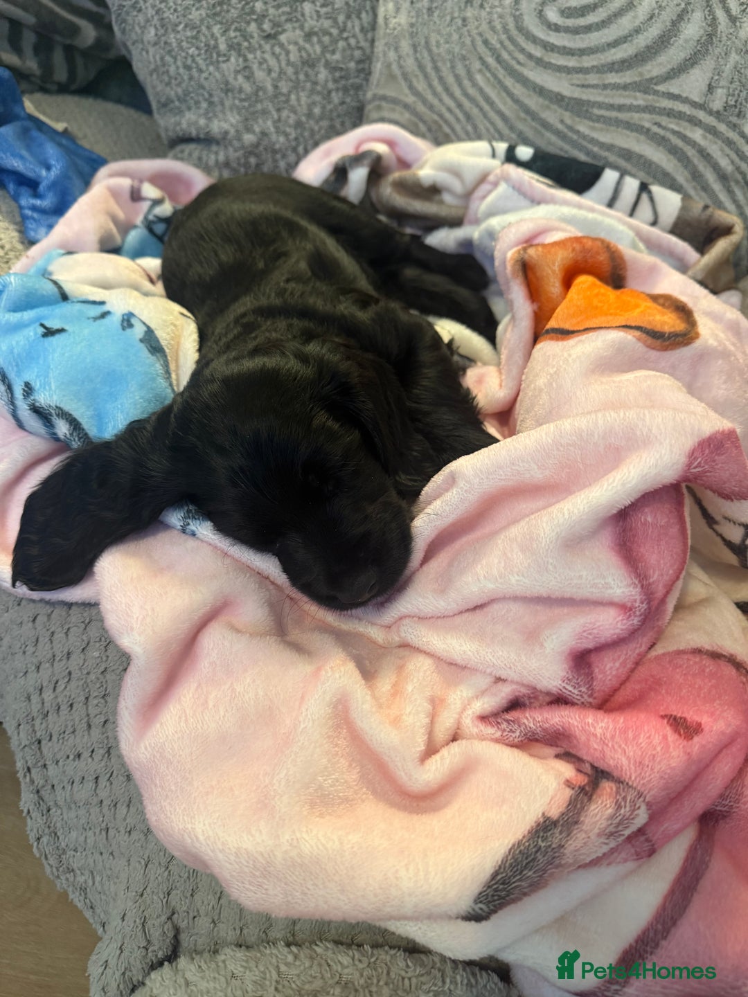 Cocker Spaniel dogs for sale: Cocker spaniel (working) - Advert 13