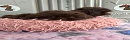 Shih Tzu dogs for sale: 💕Stunning Chocolate Shih Tzu💕 - Advert 13
