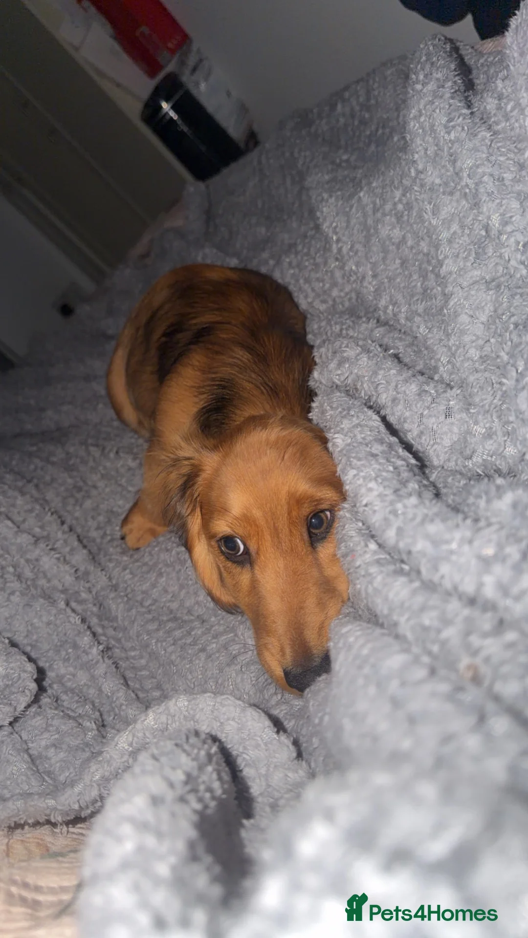 Dachshund dogs for sale: Daschund - Advert 2
