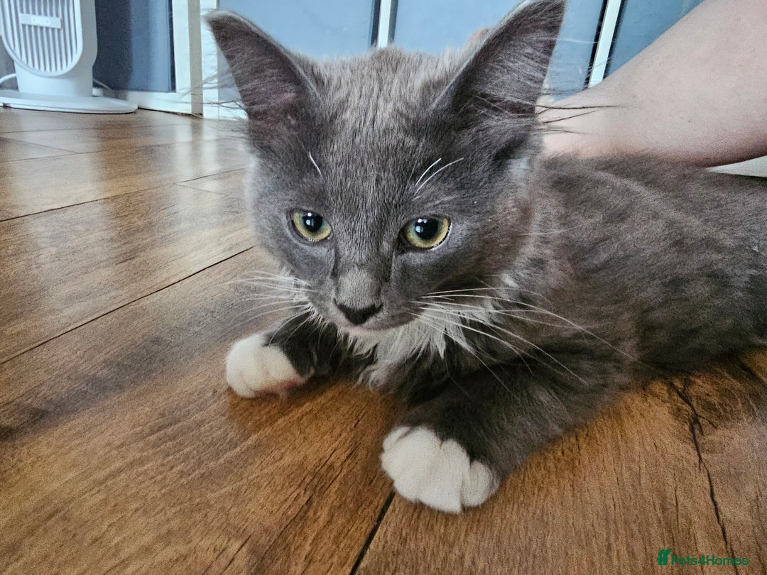 Ragdoll cats for sale: Chartreux cross Ragdoll grey Curly kittens - Image 1