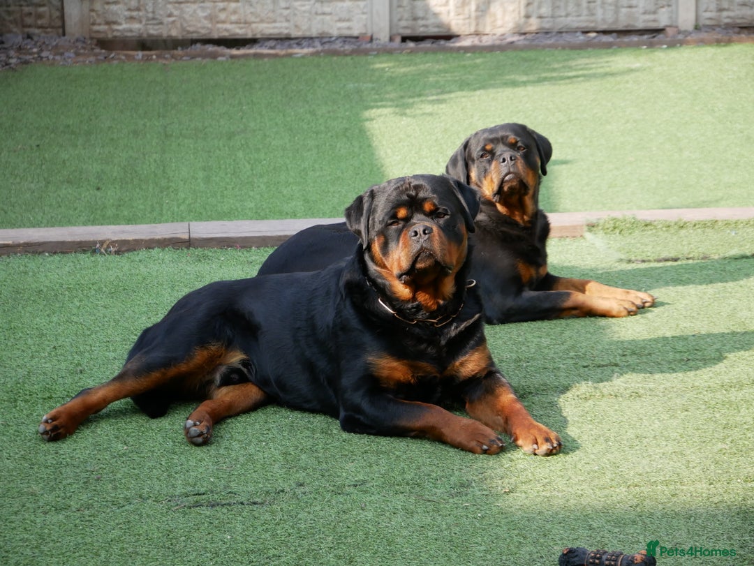 Rottweiler dogs for stud: BEAUTIFUL OLD TYPE BIG BONED ROTTIE! For stud in Mansfield - Advert 29