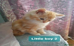 Mixed Breed cats for sale: 2 Fluffy Boys and 3 Gorgeous Girls READY NOW - Image 5