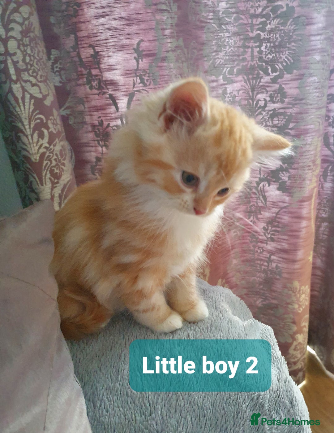 Mixed Breed cats for sale: 2 Fluffy Boys and 3 Gorgeous Girls READY NOW - Image 5