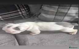 French Bulldog dogs for sale: French bulldog  - Image 18