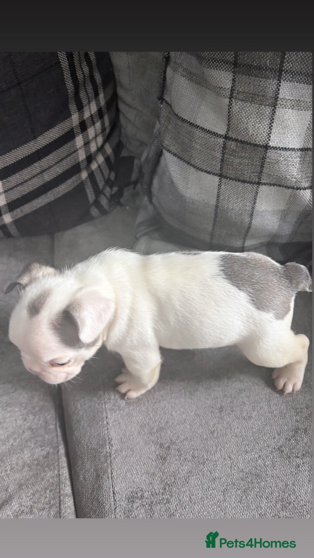 French Bulldog dogs for sale: French bulldog  - Image 18