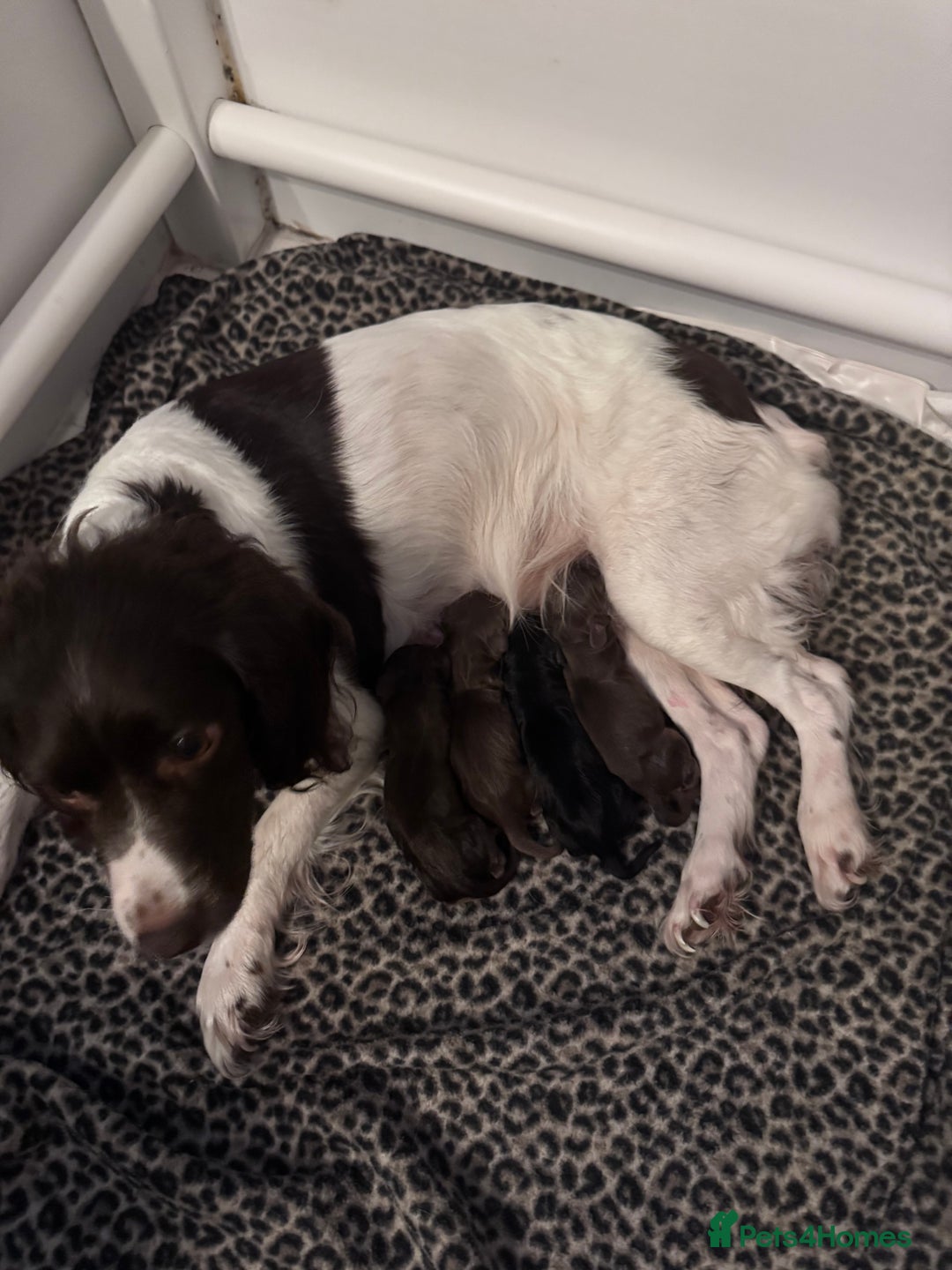 Sprocker dogs for sale: Stunning F1 sprocker puppies - Advert 2