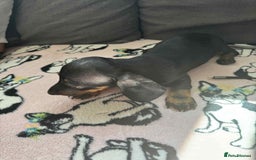 Miniature Dachshund dogs for sale: Miniature dachshund puppies  - Image 5