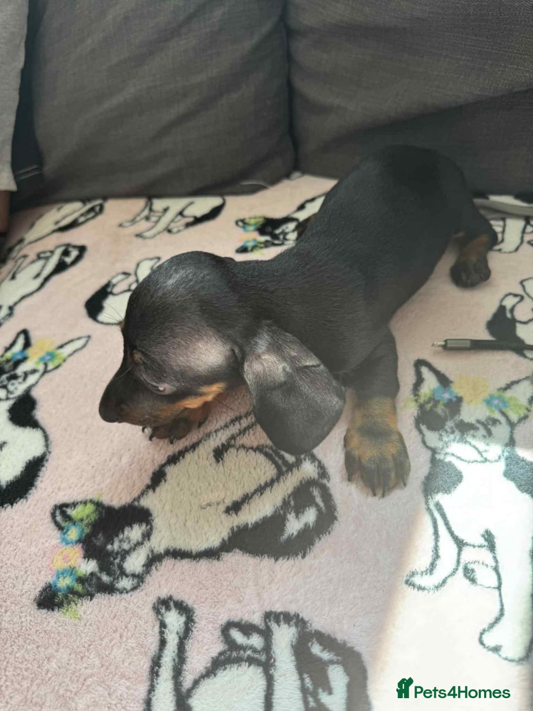 Miniature Dachshund dogs for sale: Miniature dachshund puppies  - Image 5