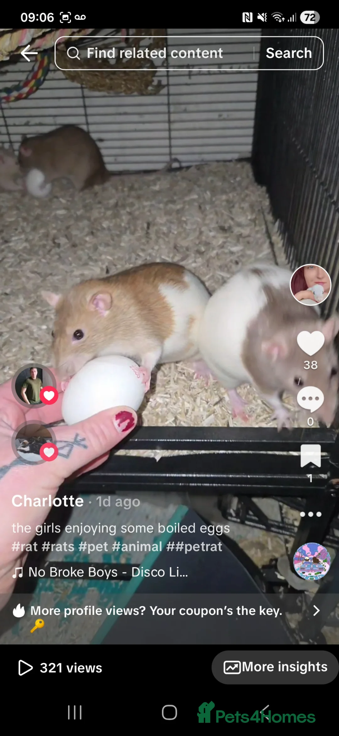 Rat rodents for sale: 5 female rats - Advert 2