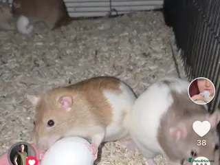 Rat rodents 3 female rats - Advert 8