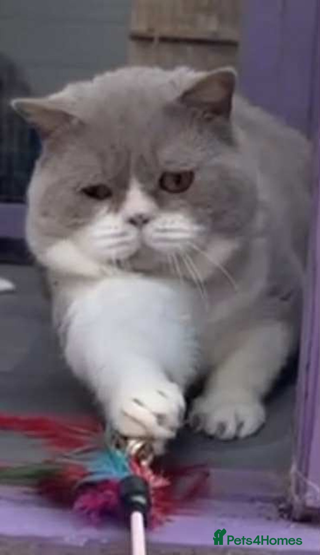 British Shorthair cats for sale: quality kittens gccf registered - Image 29