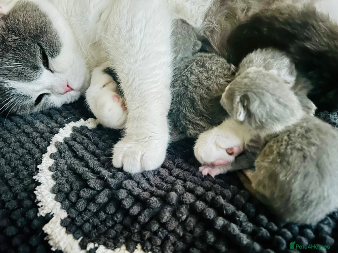 British Shorthair cats for sale: GCCF Chunky British Shorthair Kittens - Advert 1