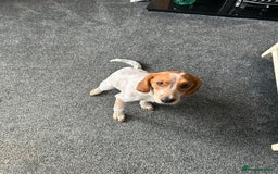 Mixed Breed dogs for sale: 7 months old cocker x bitch - Image 2