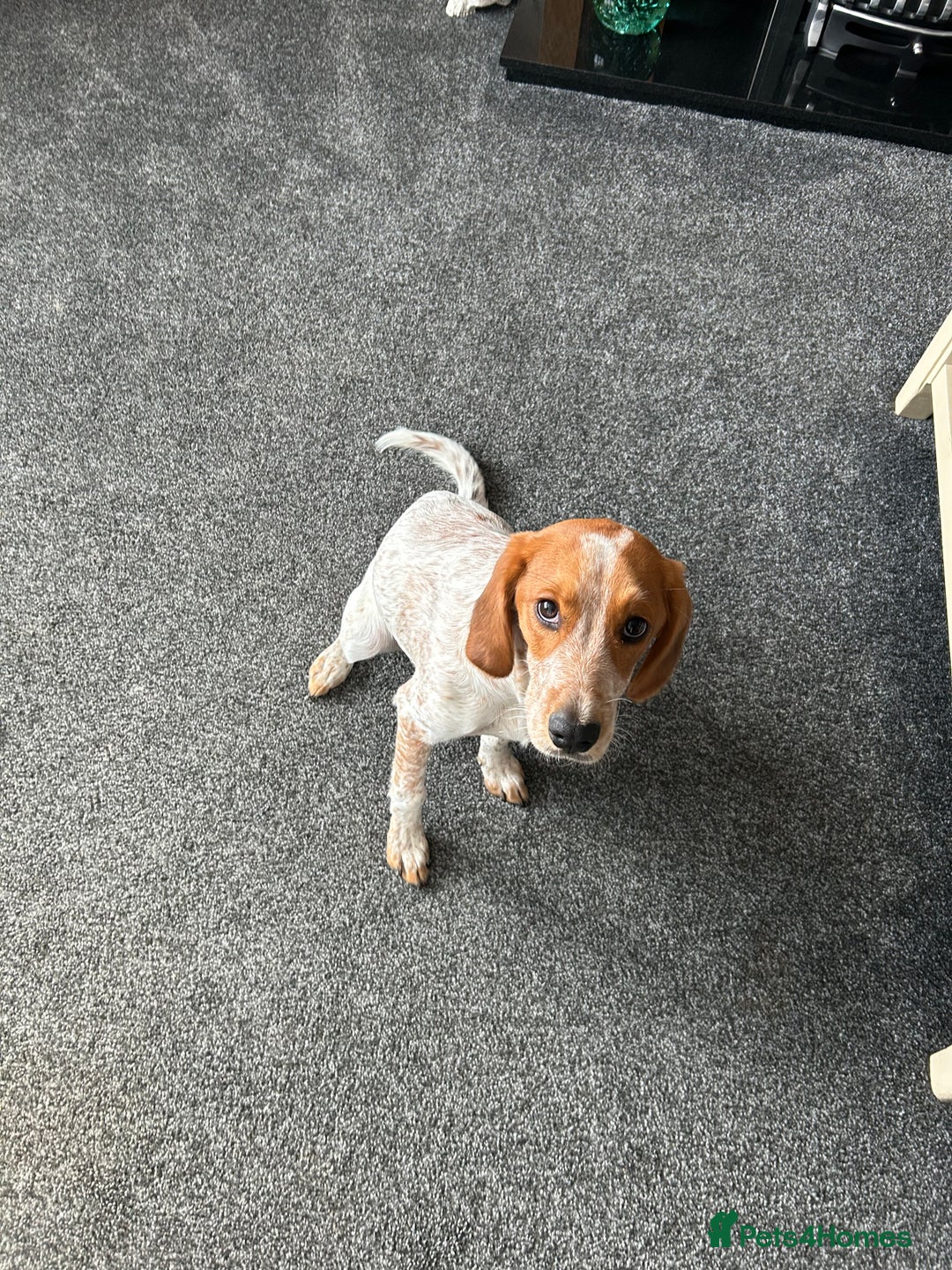 Mixed Breed dogs for sale: 7 months old cocker x bitch - Image 2