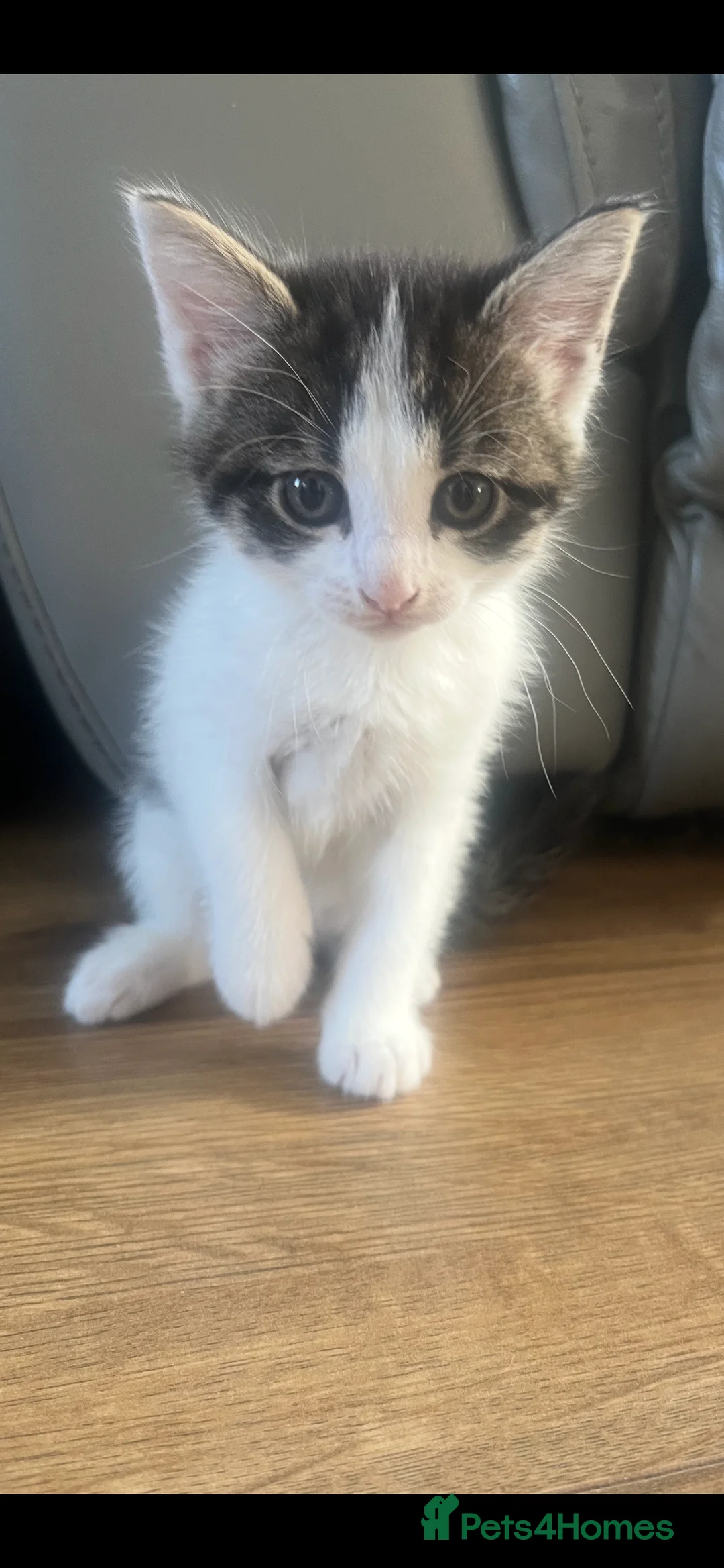 British Longhair cats for sale: 6 Long hair X Tuxedo Kittens ❤️ - Advert 2
