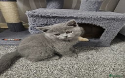 British Shorthair cats for sale: ONLY 2 MALE AVAILABLE.British shorthair  - Image 10