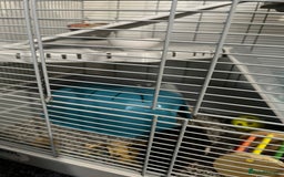 Rat rodents for sale: Two 6 months old male rats - Image 9