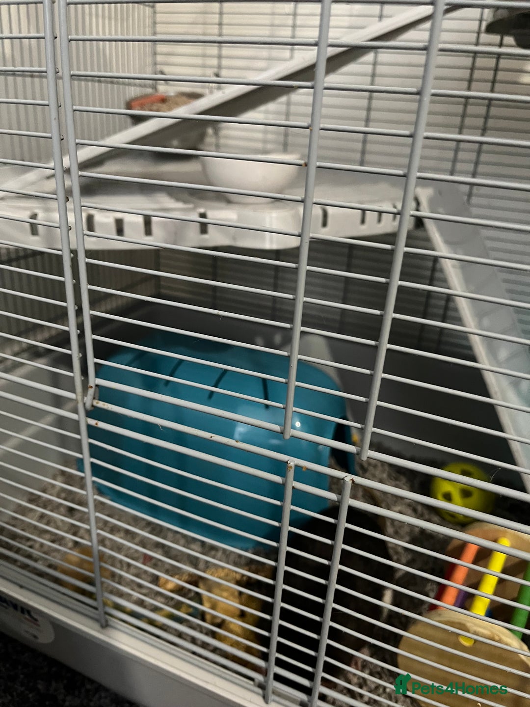 Rat rodents for sale: Two 6 months old male rats - Image 9