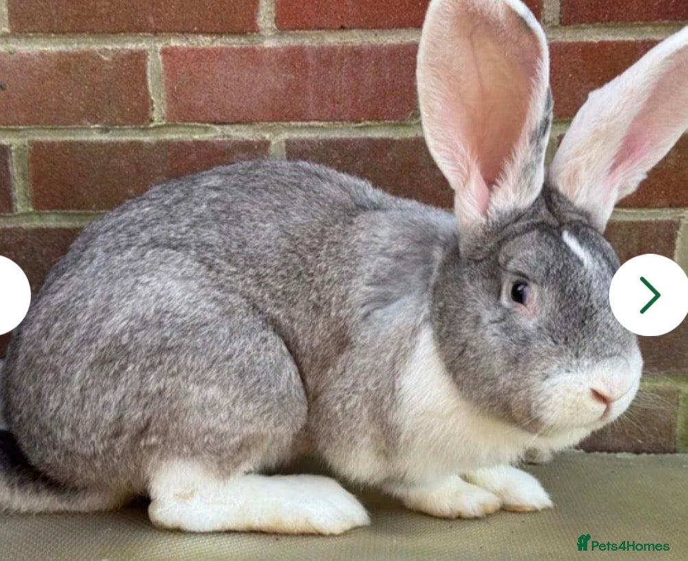 Mixed Breed rabbits Giant rabbit babies  - Advert 5