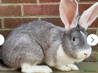 Mixed Breed rabbits Giant rabbit babies - Advert 5