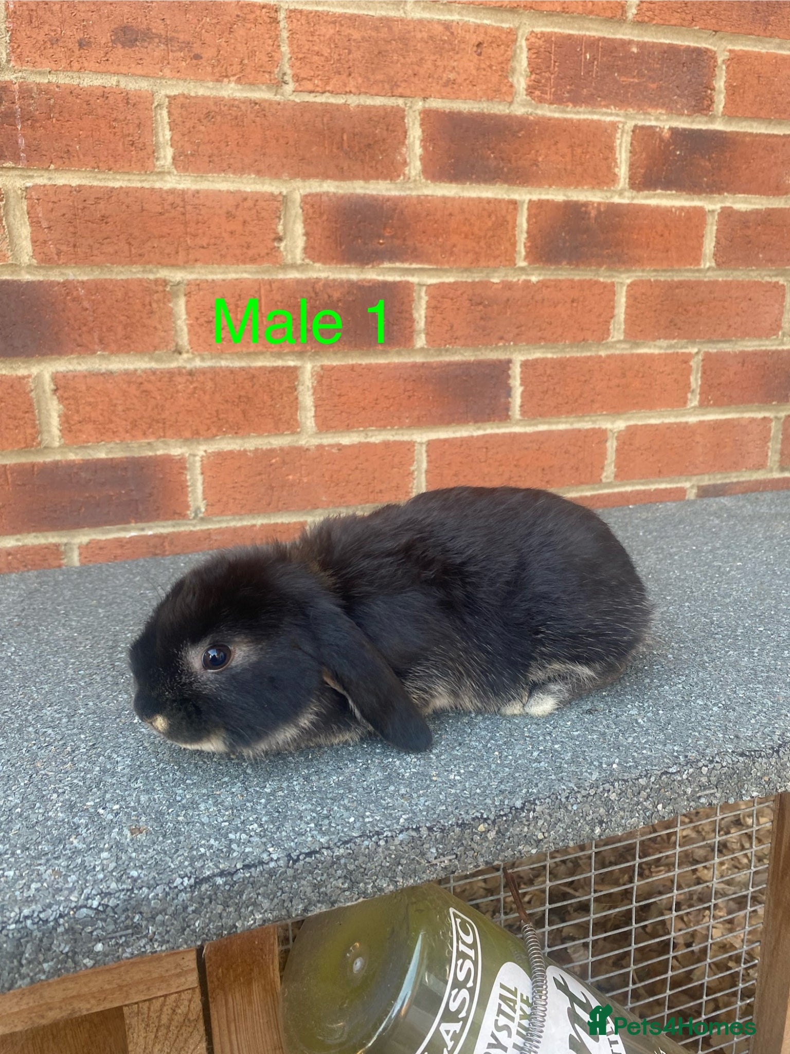 Netherland Dwarf rabbits Pure French lop babys 8wks - Advert 14