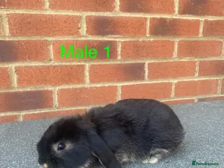 Netherland Dwarf rabbits Pure French lop babys 8wks - Advert 14