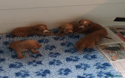 Cocker Spaniel dogs for sale: GOLD COCKER SPANIEL BOYS. - Image 4