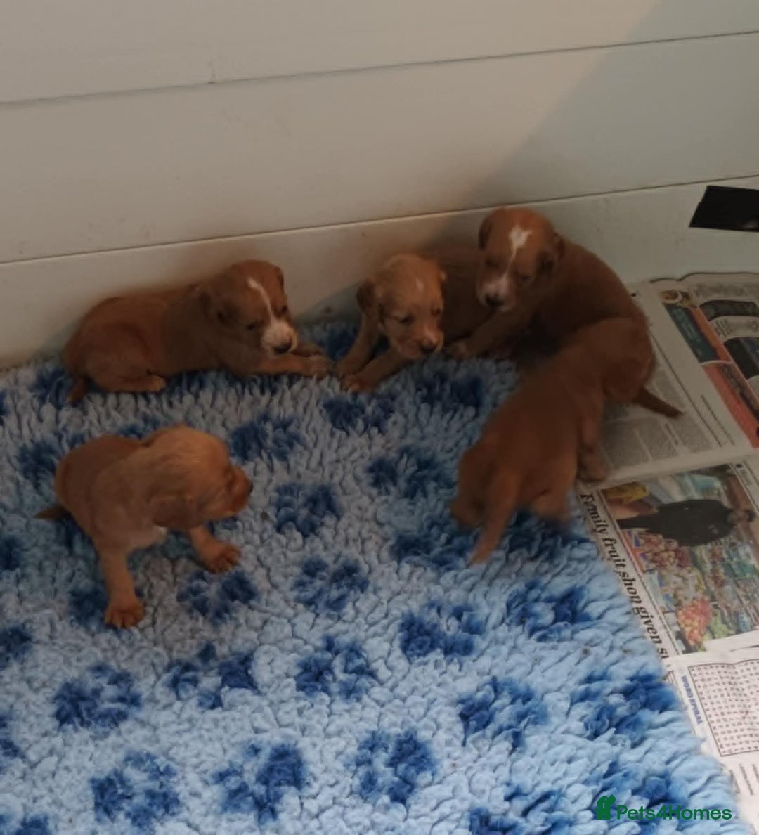 Cocker Spaniel dogs for sale: GOLD COCKER SPANIEL BOYS. - Image 4