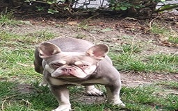 French Bulldog dogs for sale: New shade french bulldogs - Image 3