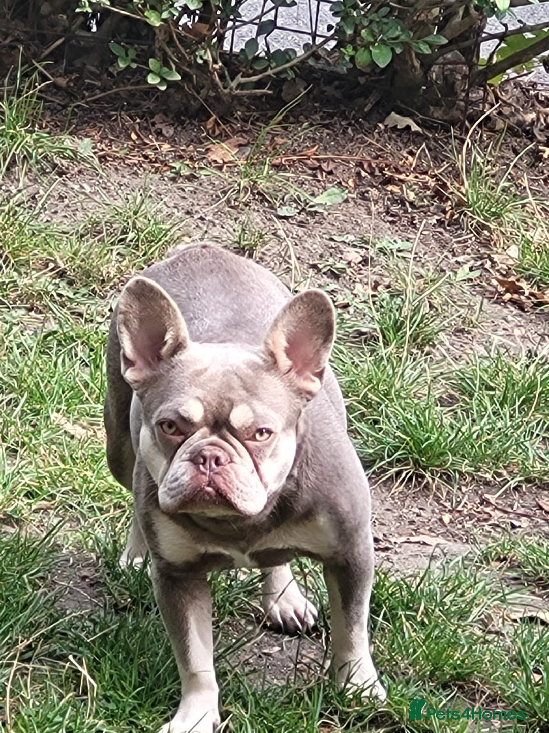 French Bulldog dogs for sale: New shade french bulldogs - Image 3