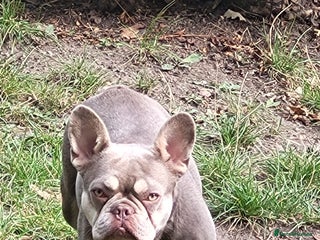 French Bulldog dogs - Advert 32