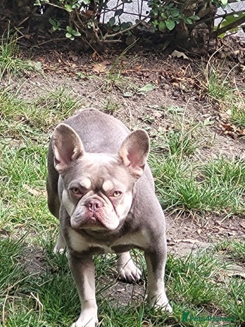 French Bulldog dogs - Advert 3