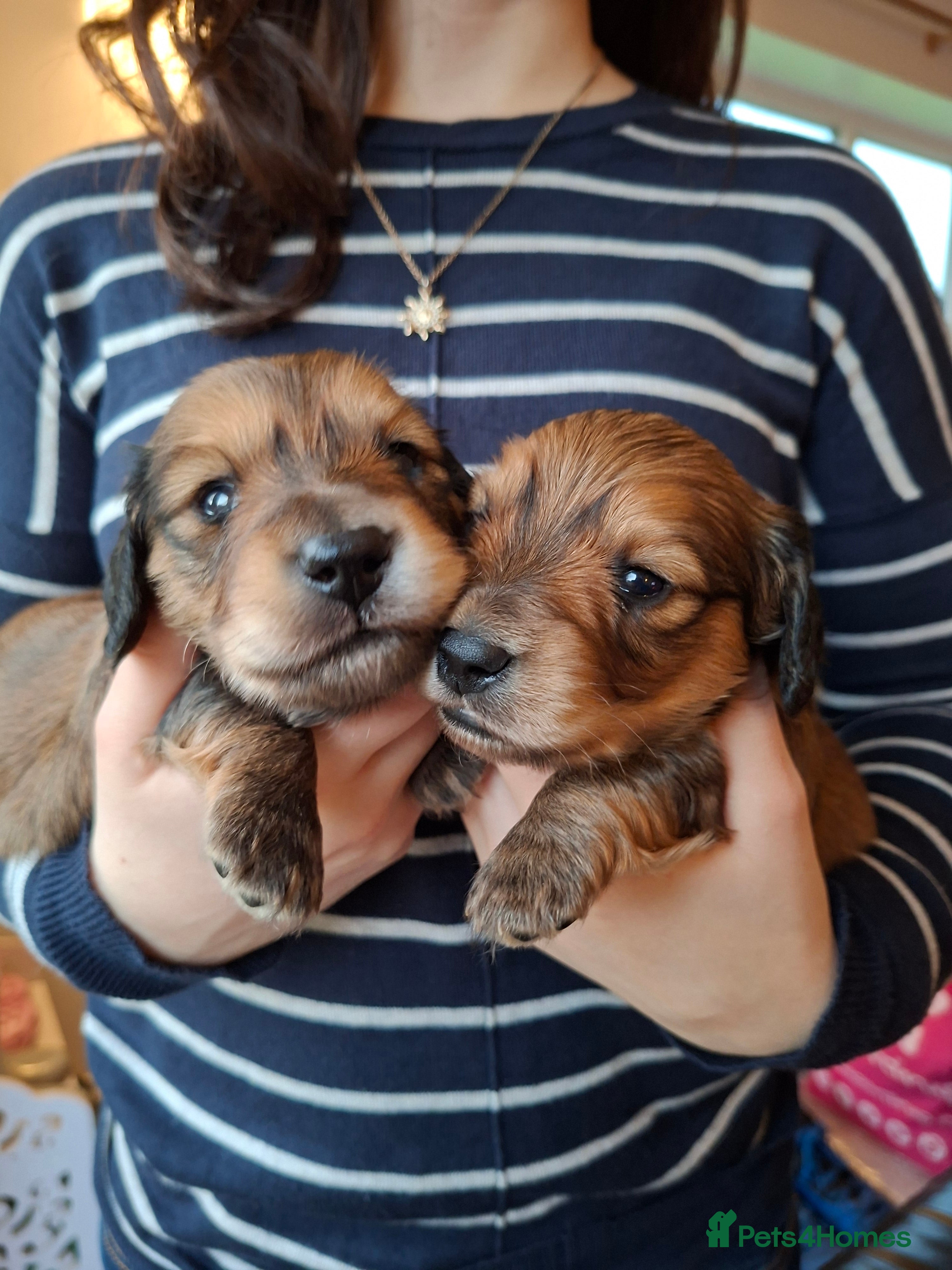 Miniature Dachshund dogs Long haired shaded cream miniature dachshunds  - Advert 4
