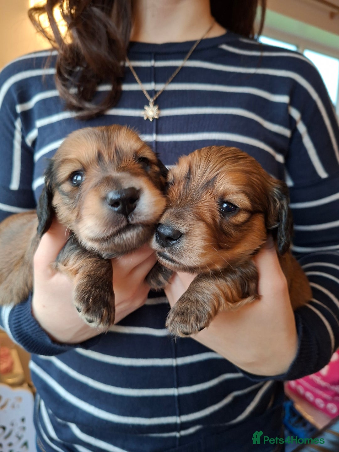 Miniature Dachshund dogs for sale: Long haired shaded cream miniature dachshunds  - Advert 2