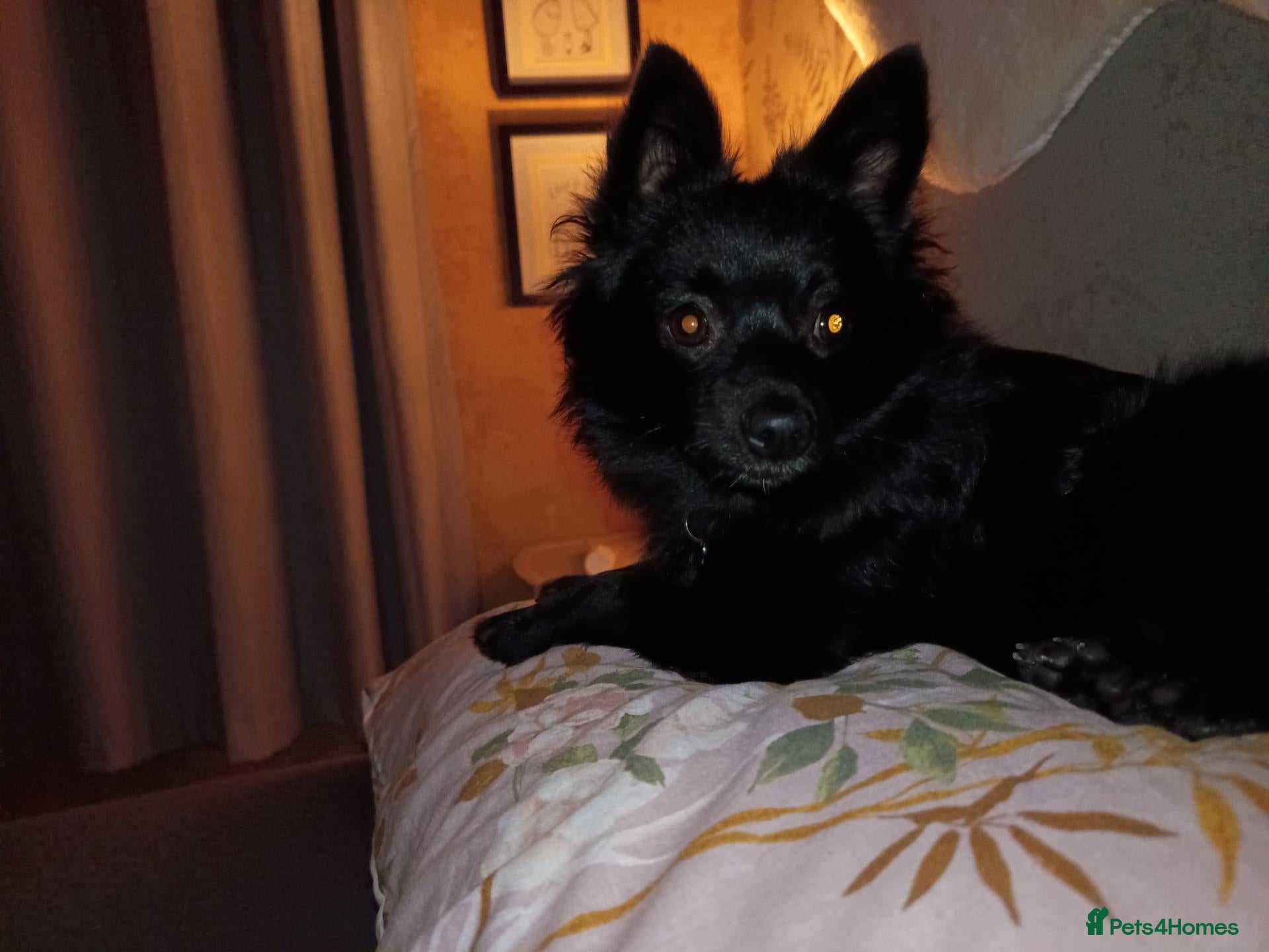 Pomeranian dogs Beautiful black pomeranian fox face  - Advert 1