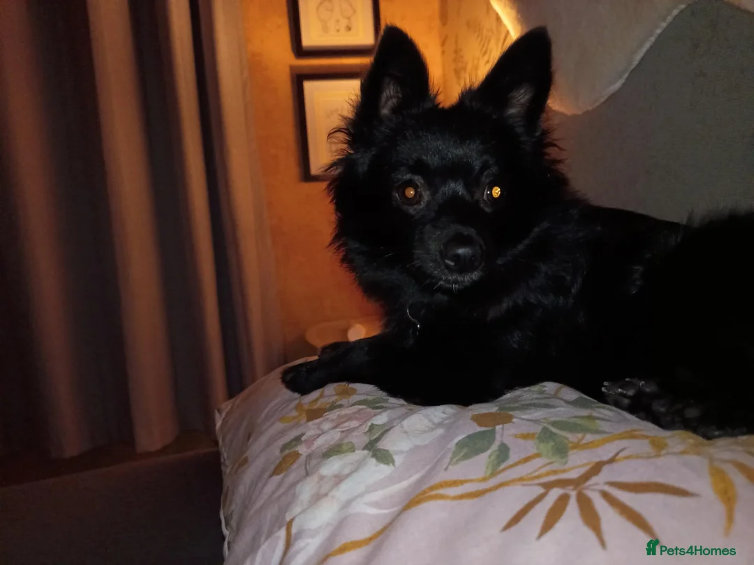 Pomeranian dogs for sale: Beautiful black pomeranian fox face  - Advert 1