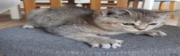 British Shorthair cats for sale: Loving, pretty Scottish Straight kittens  - Advert 19