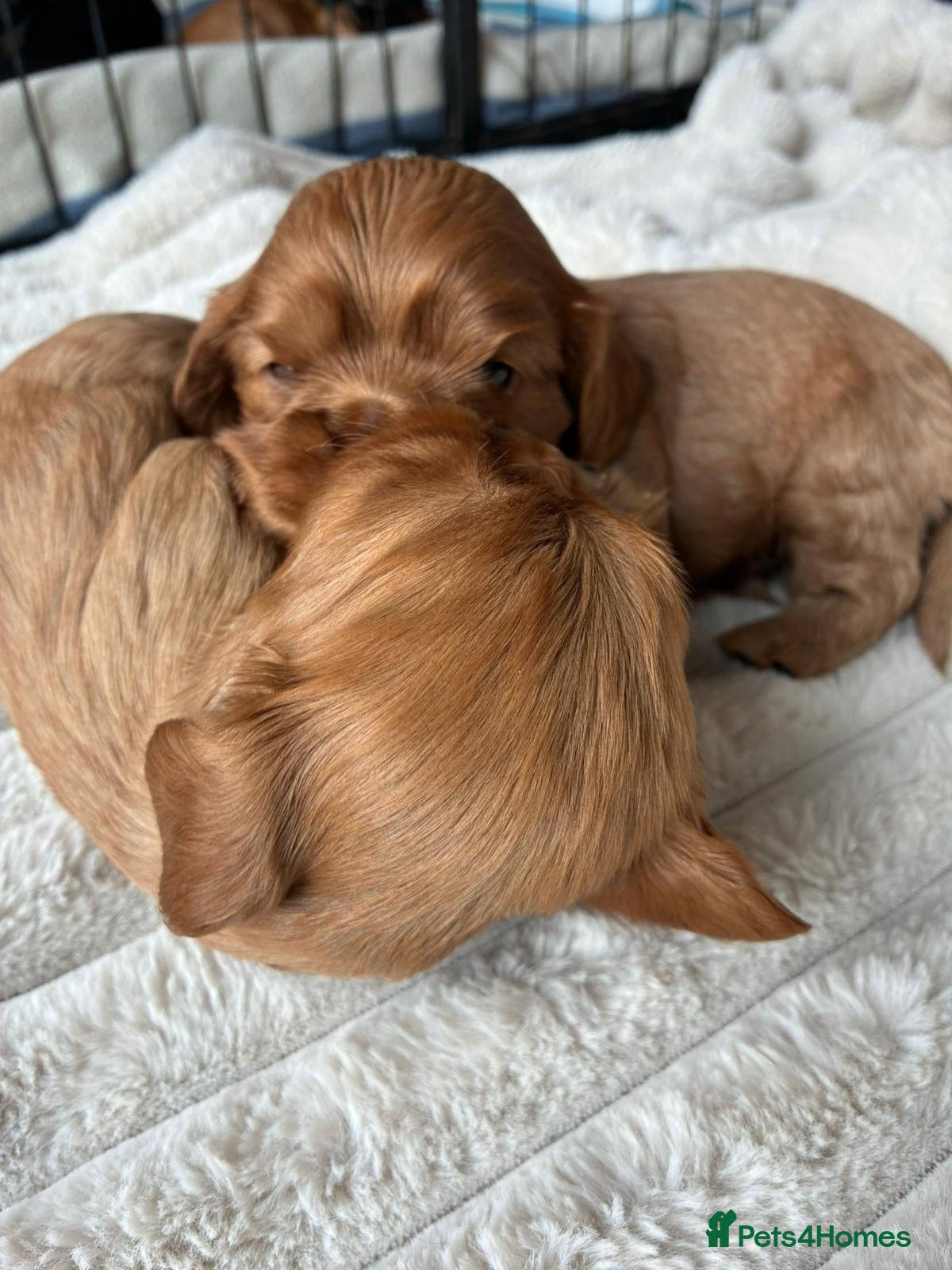 Cavalier King Charles Spaniel dogs Cavalier King Charles boys - Advert 1