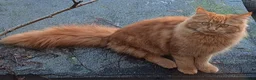 Mixed Breed cats for sale:  🐱 Gorgeous Maine-Coon Cross Fluffy Kittens 😍 - Advert 4