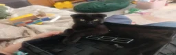 Russian Blue cats for sale: Uniqe russian blue/scottish fold mix - Advert 12