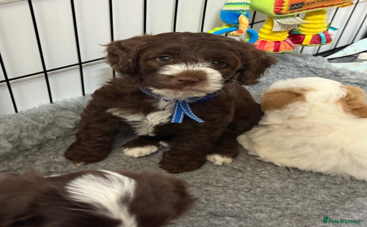 Mixed Breed dogs - Advert 4