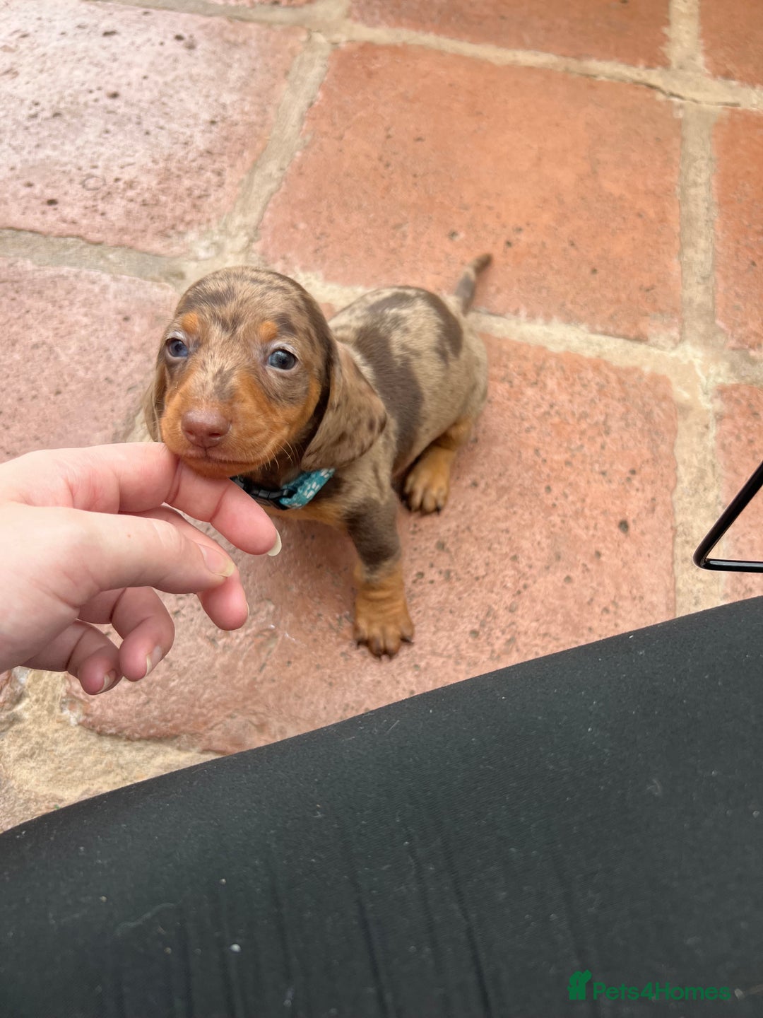 Dachshund dogs for sale: READY TO GO Dachshund Puppies dapple+chocolate - Image 18