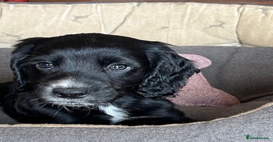 Cocker Spaniel dogs - Advert 5