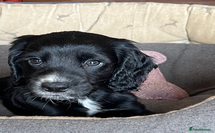 Cocker Spaniel dogs - Advert 7