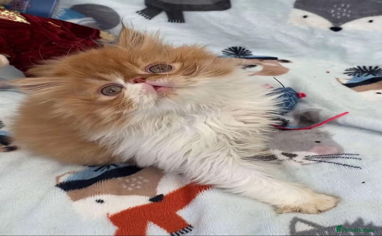 Persian cats - Advert 4