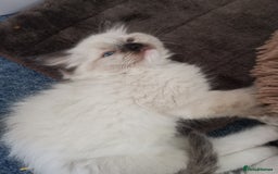 Ragdoll cats for sale: Beautiful Ragdoll Kittens - Image 18
