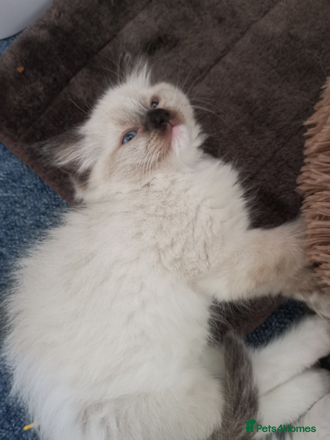 Ragdoll cats for sale: Beautiful Ragdoll Kittens - Image 18
