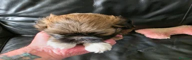 Lhasa Apso 3