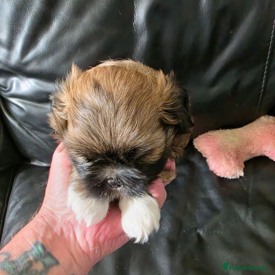 Lhasa Apso dogs for sale: Lahsa apso pups 4 Lhasa  in Dewsbury - Advert 2