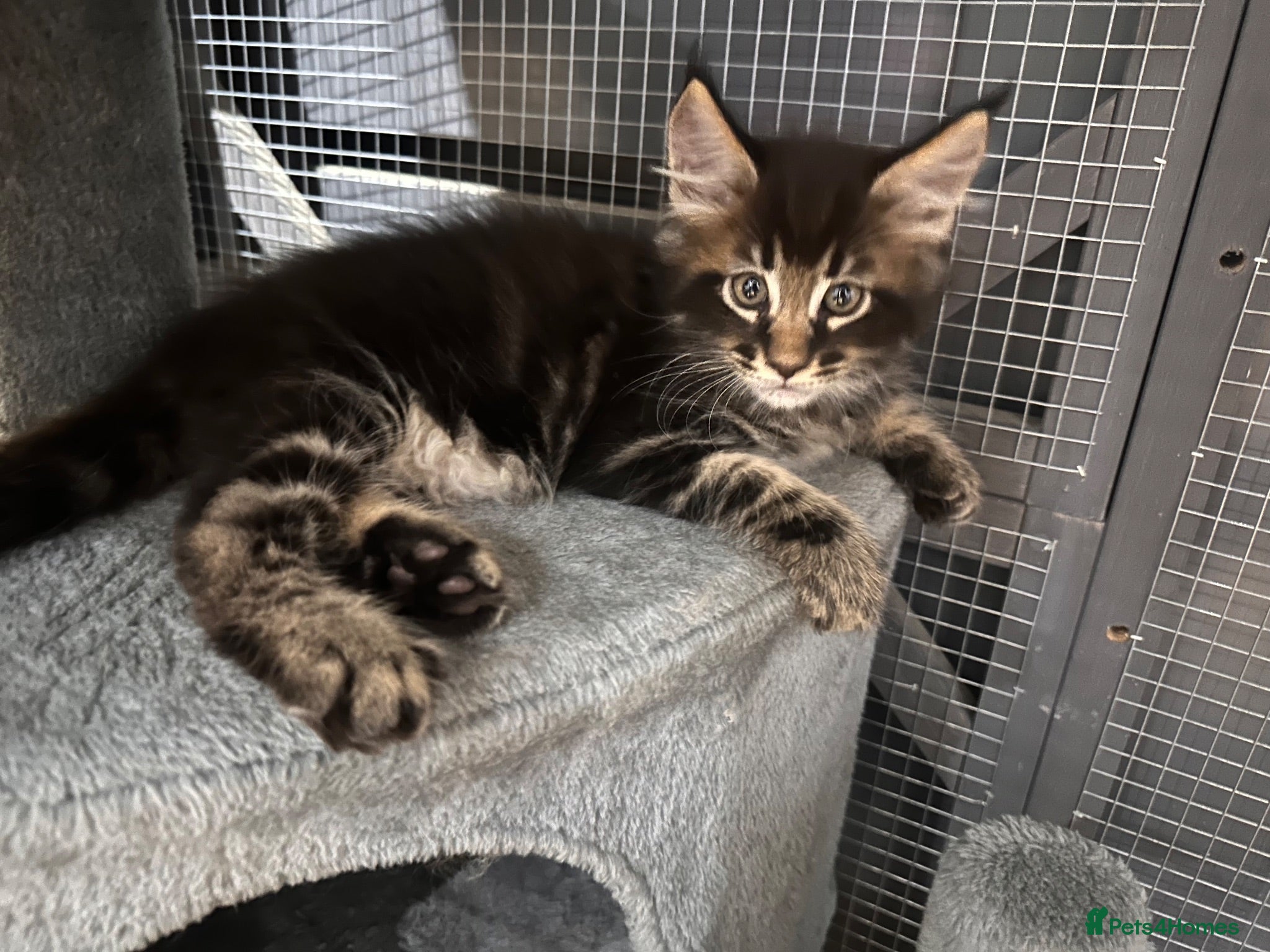 Maine Coon cats TICA registered Maine Coons - Advert 19